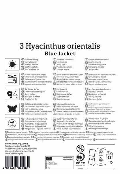  Hyazinthe Blue Jacket (3 Stück)