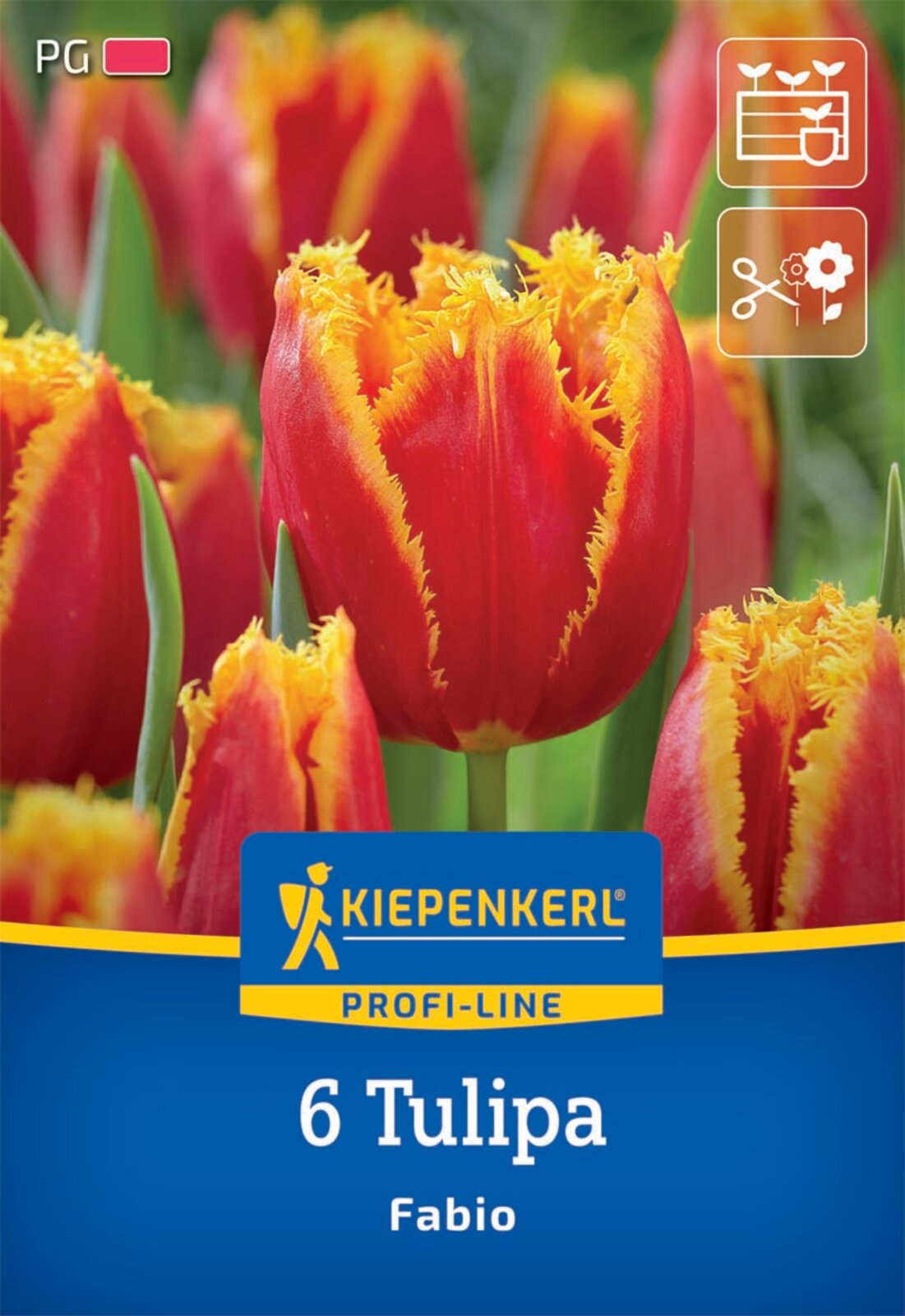  Gefranste Tulpe Fabio (6 Stück)