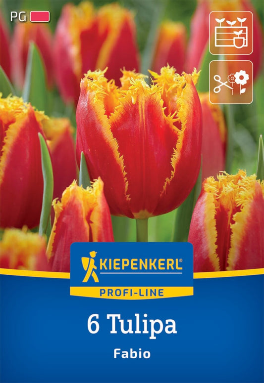  Gefranste Tulpe Fabio (6 Stück)