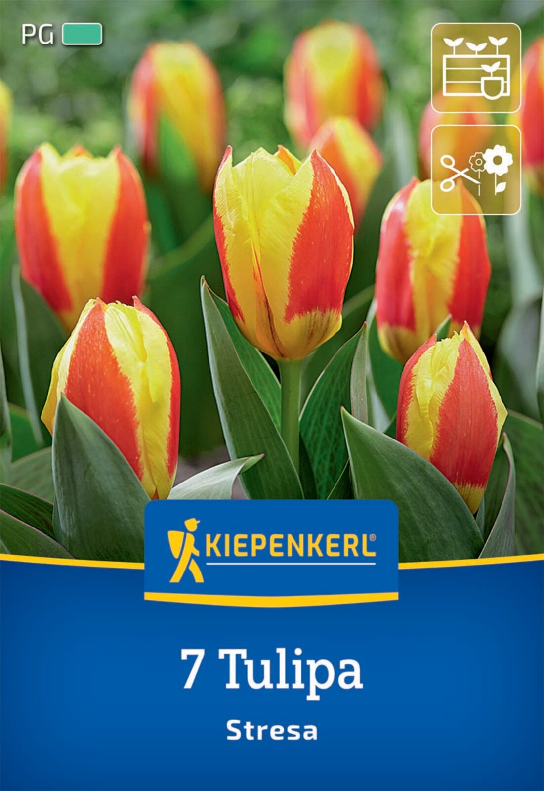  Kaufmanniana-Tulpe Stresa (7 Stück)