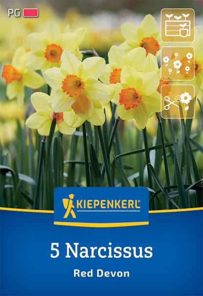  Trompeten-Narzisse Red Devon (5 Stück)