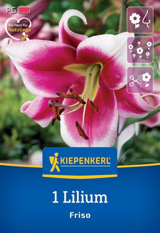  Lilie Friso (1 Stück)