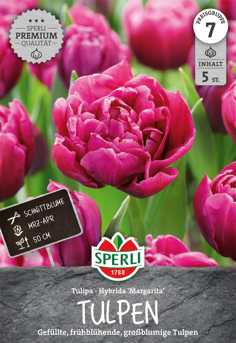  Tulpe Margarita (5 Stück)
