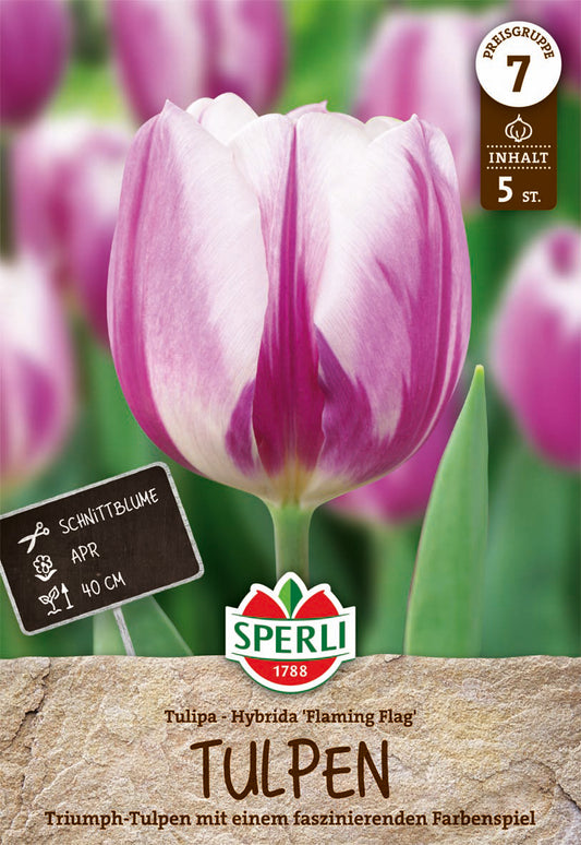  Tulpe Flaming Flag (5 Stück)