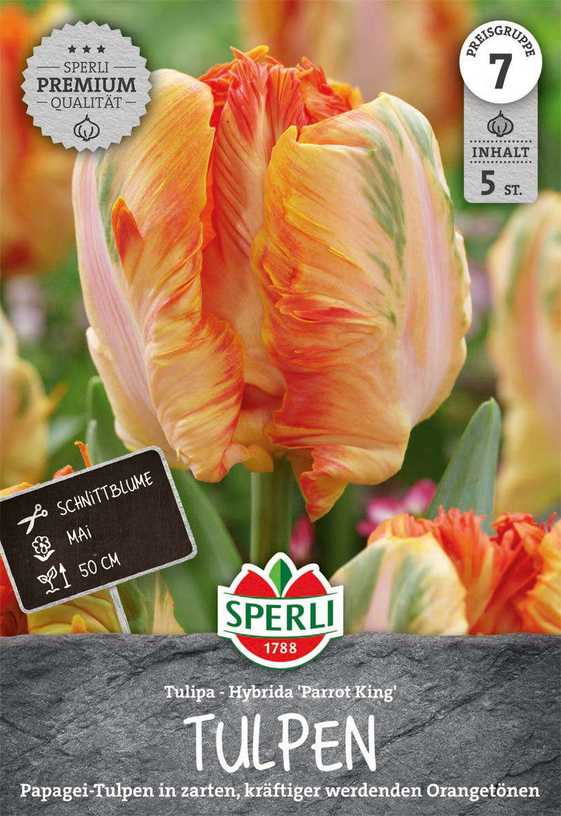  Papagei-Tulpe Parrot King (5 Stück)