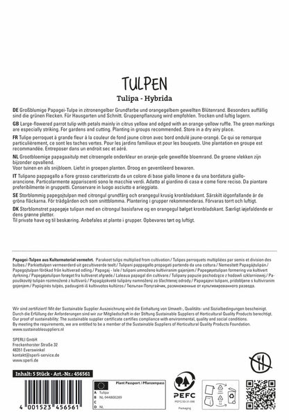  Papagei-Tulpe Parrot King (5 Stück)