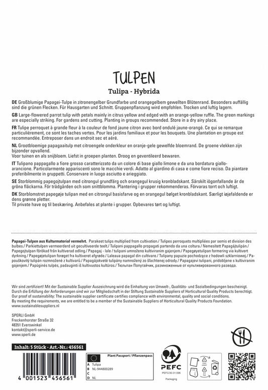  Papagei-Tulpe Parrot King (5 Stück)