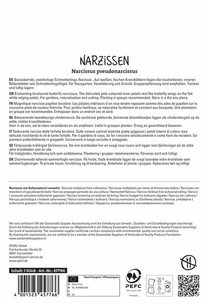  Narzisse Cum Laude (5 Stück)