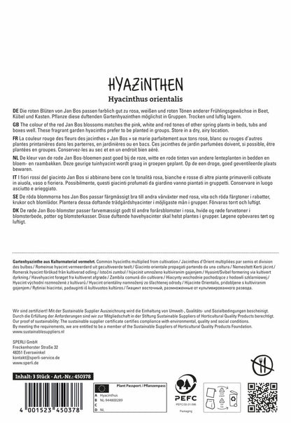  Hyazinthe Jan Bos (3 Stück)