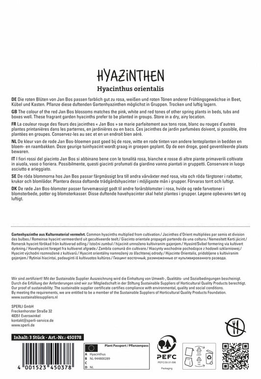  Hyazinthe Jan Bos (3 Stück)