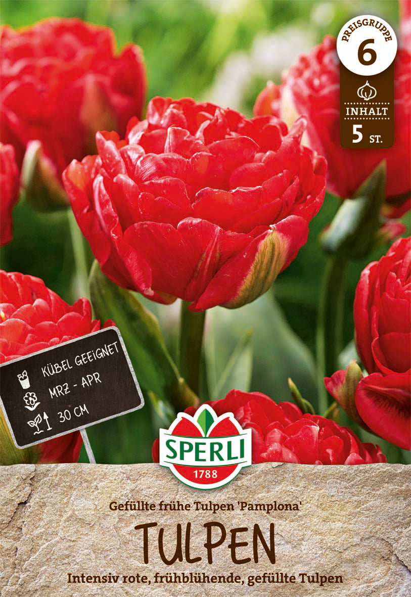  Tulpe Pamplona (5 Stück)