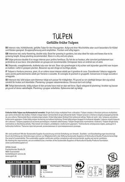  Tulpe Pamplona (5 Stück)