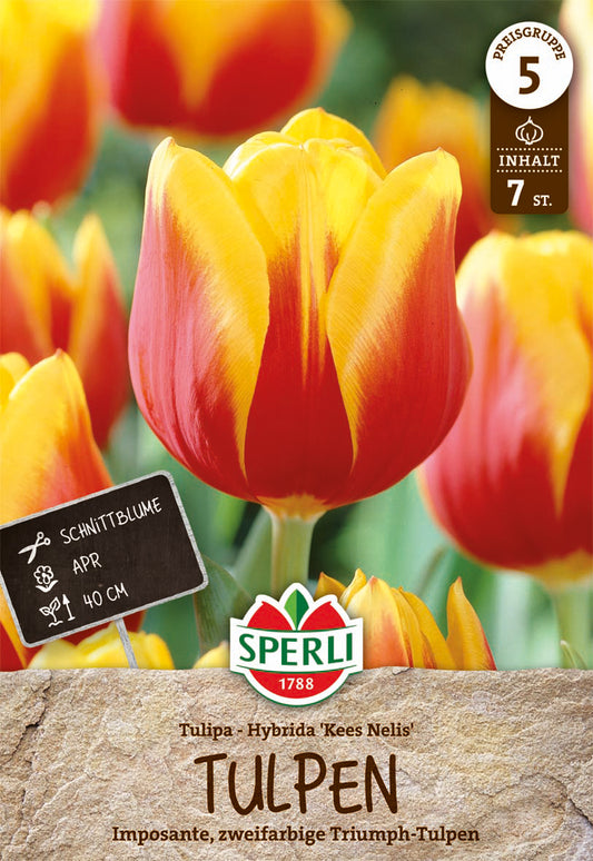  Tulpe Kees Nelis (7 Stück)