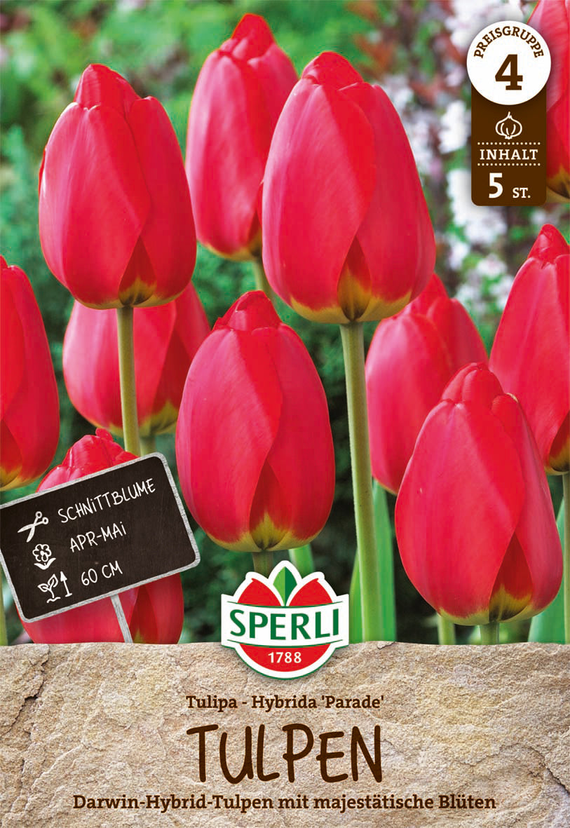  Tulpe Parade (5 Stück)