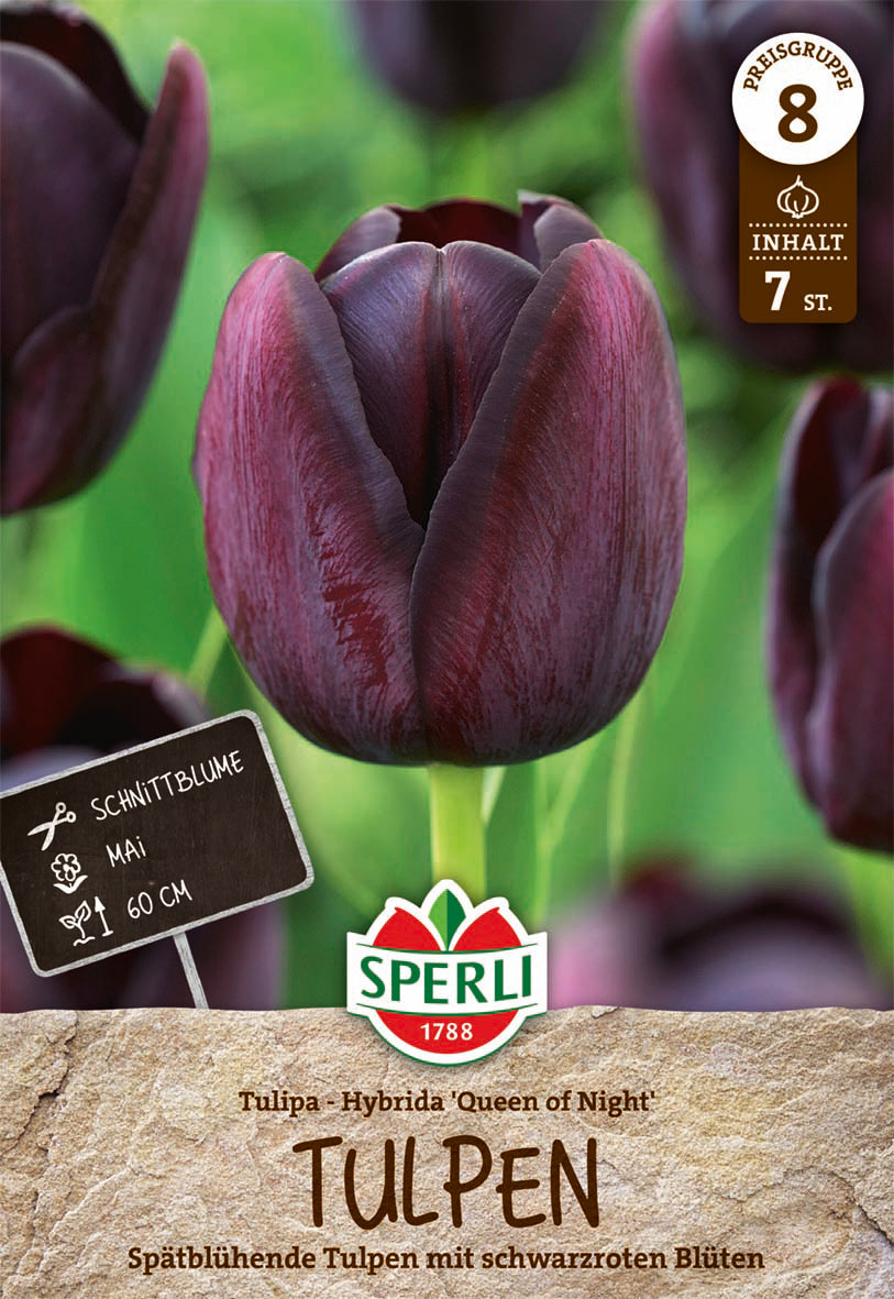  Tulpe Königin Der Nacht (7 Stück)