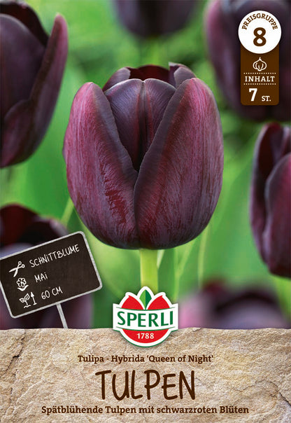  Tulpe Königin Der Nacht (7 Stück)