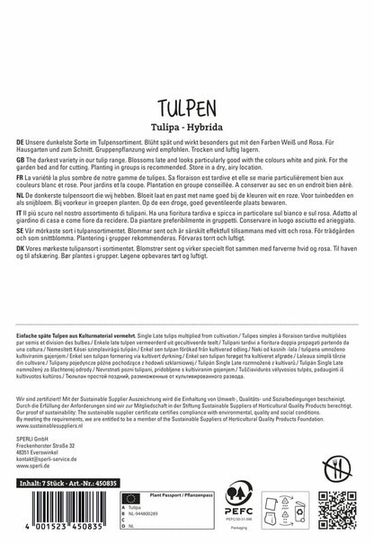  Tulpe Königin Der Nacht (7 Stück)