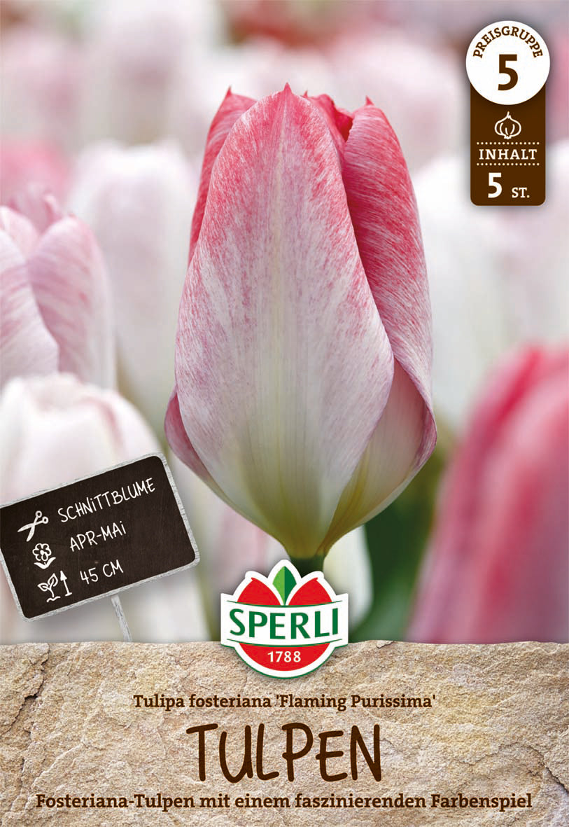  Fosteriana-Tulpe Flaming Purissima (5 Stück)
