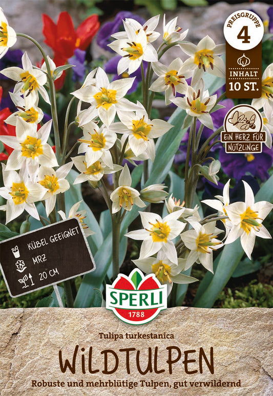  Wildtulpe Turkestanica (10 Stück)