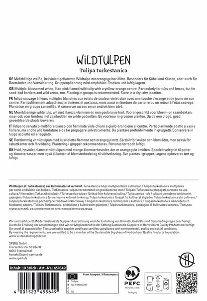  Wildtulpe Turkestanica (10 Stück)