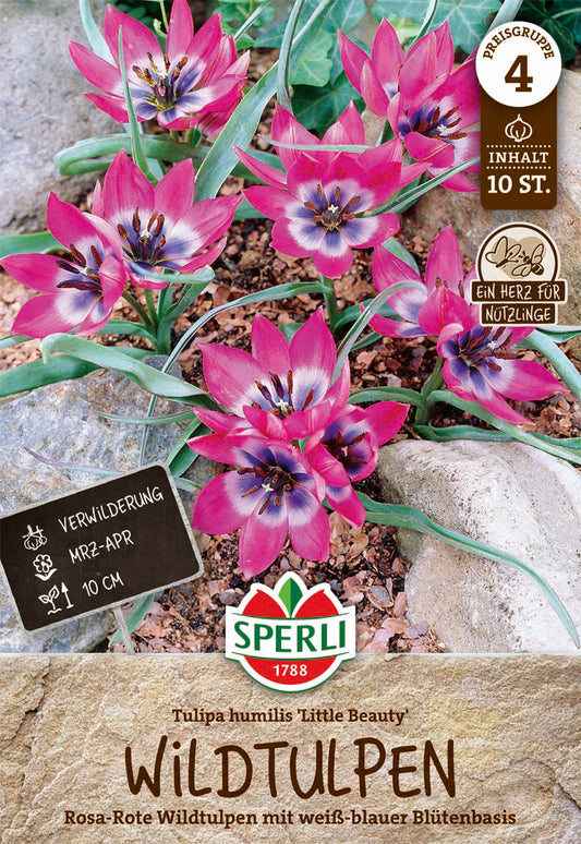  Wildtulpe Little Beauty (10 Stück)