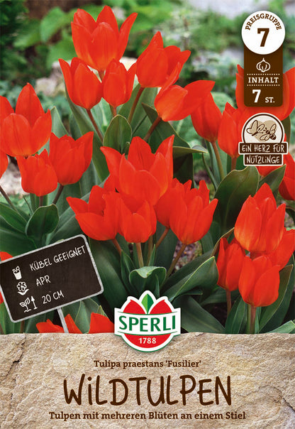  Wildtulpe Fuselier (7 Stück)