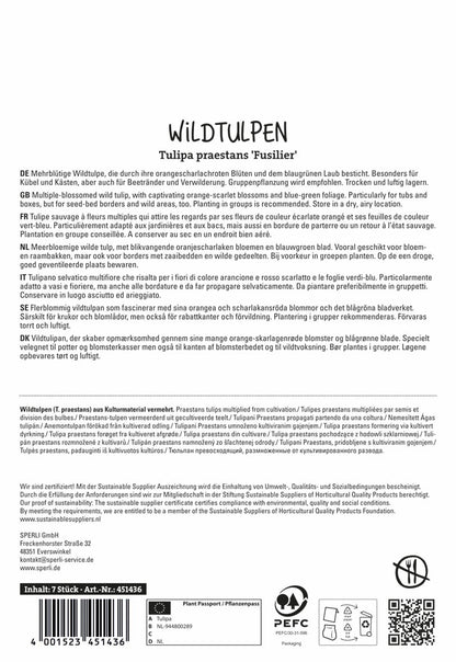  Wildtulpe Fuselier (7 Stück)