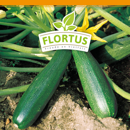  Zucchini Black Beauty
