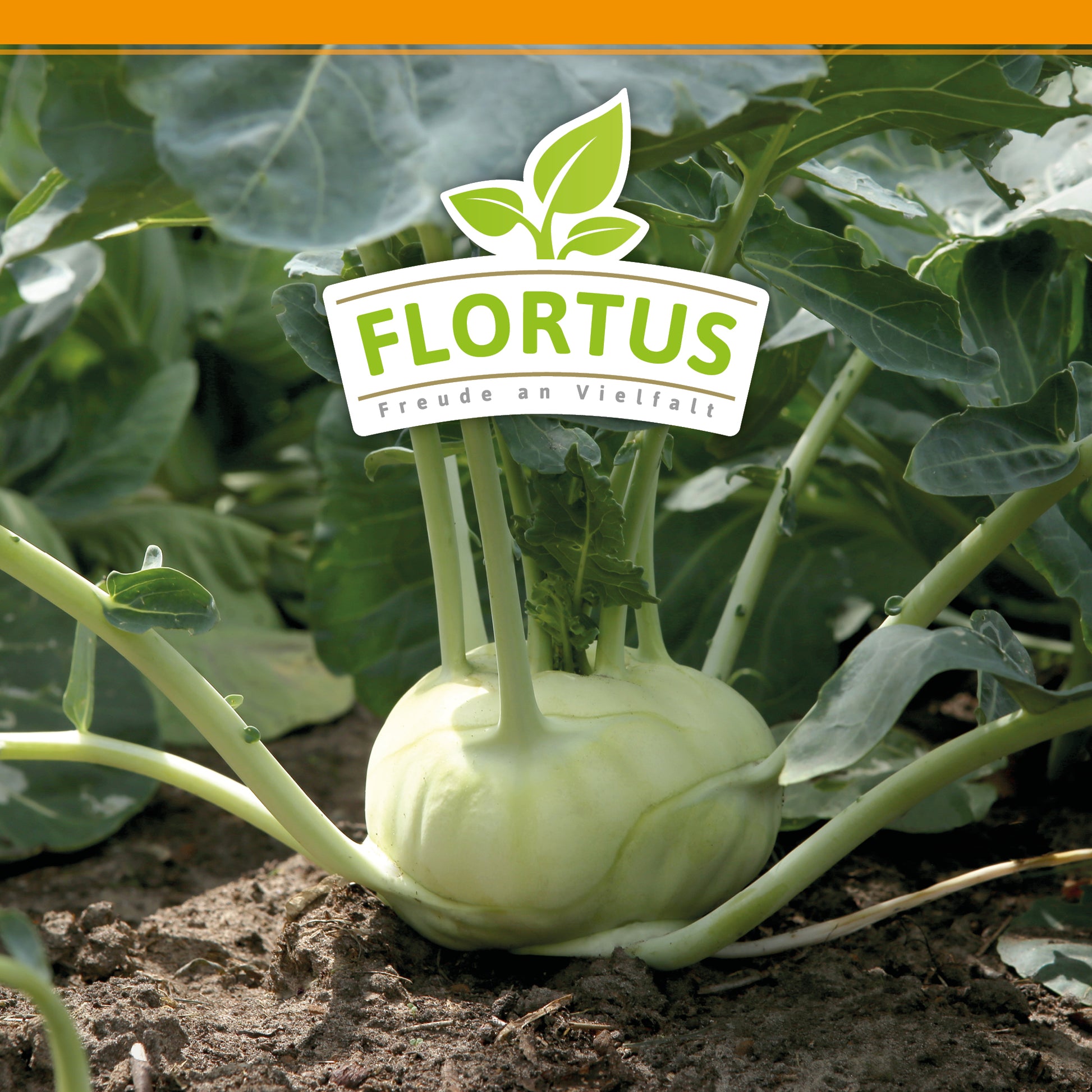  Kohlrabi Superschmelz