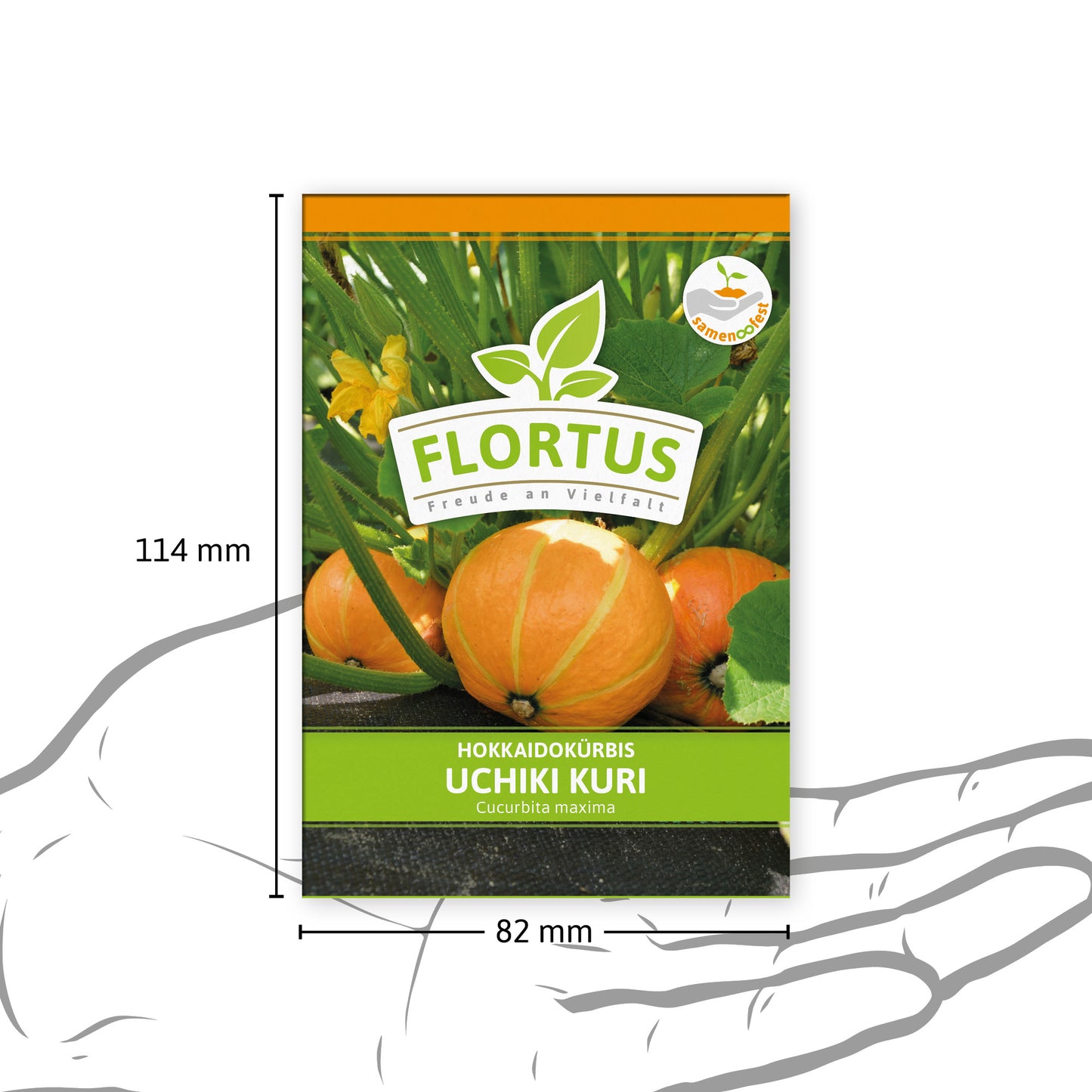  Hokkaidokürbis Uchiki Kuri