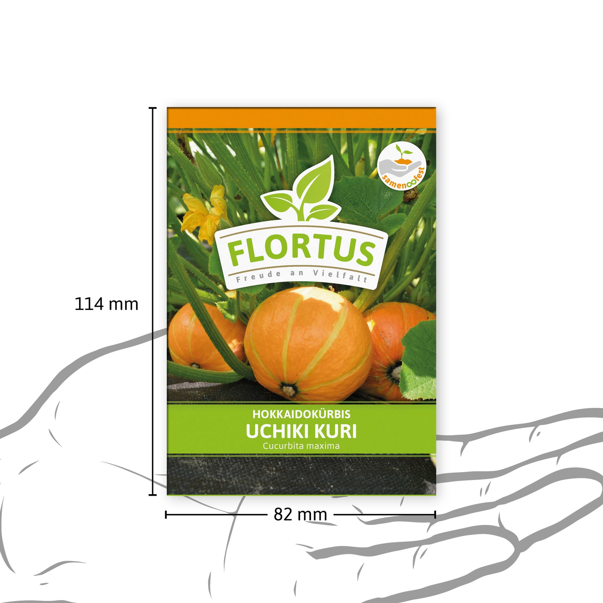  Hokkaidokürbis Uchiki Kuri