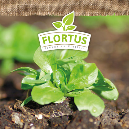  BIO Feldsalat Verte De Cambrai
