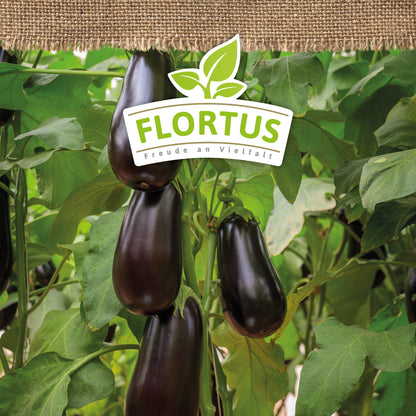  BIO Aubergine Violetta Lunga 3