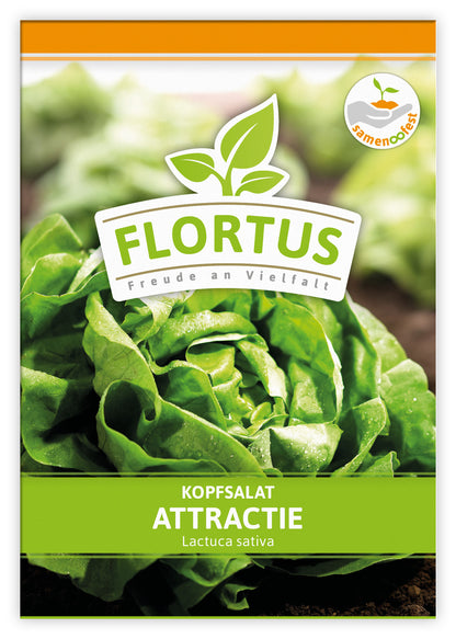  Kopfsalat Attractie (100 Stück)