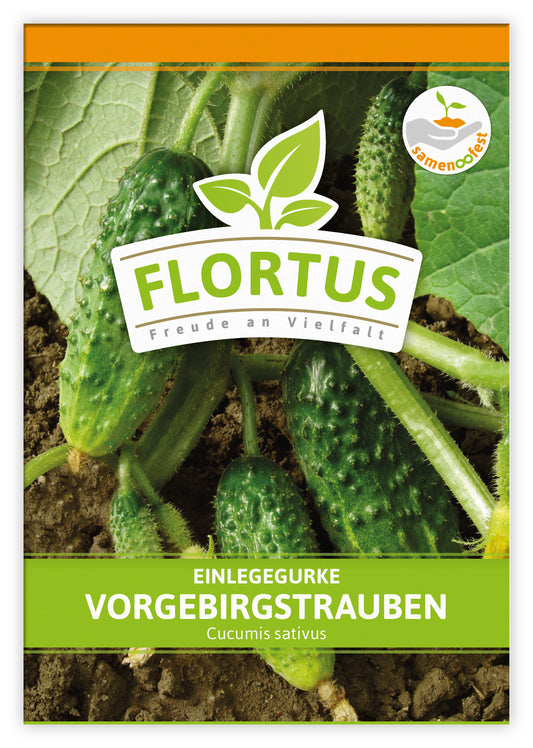  Einlegegurke Vorgebirgstrauben (100 Stück)