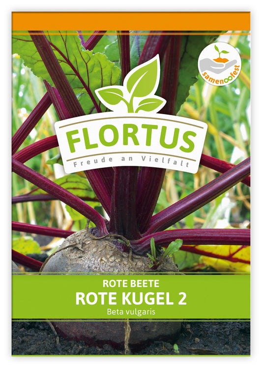  Rote Beete Rote Kugel 2 (100 Stück)
