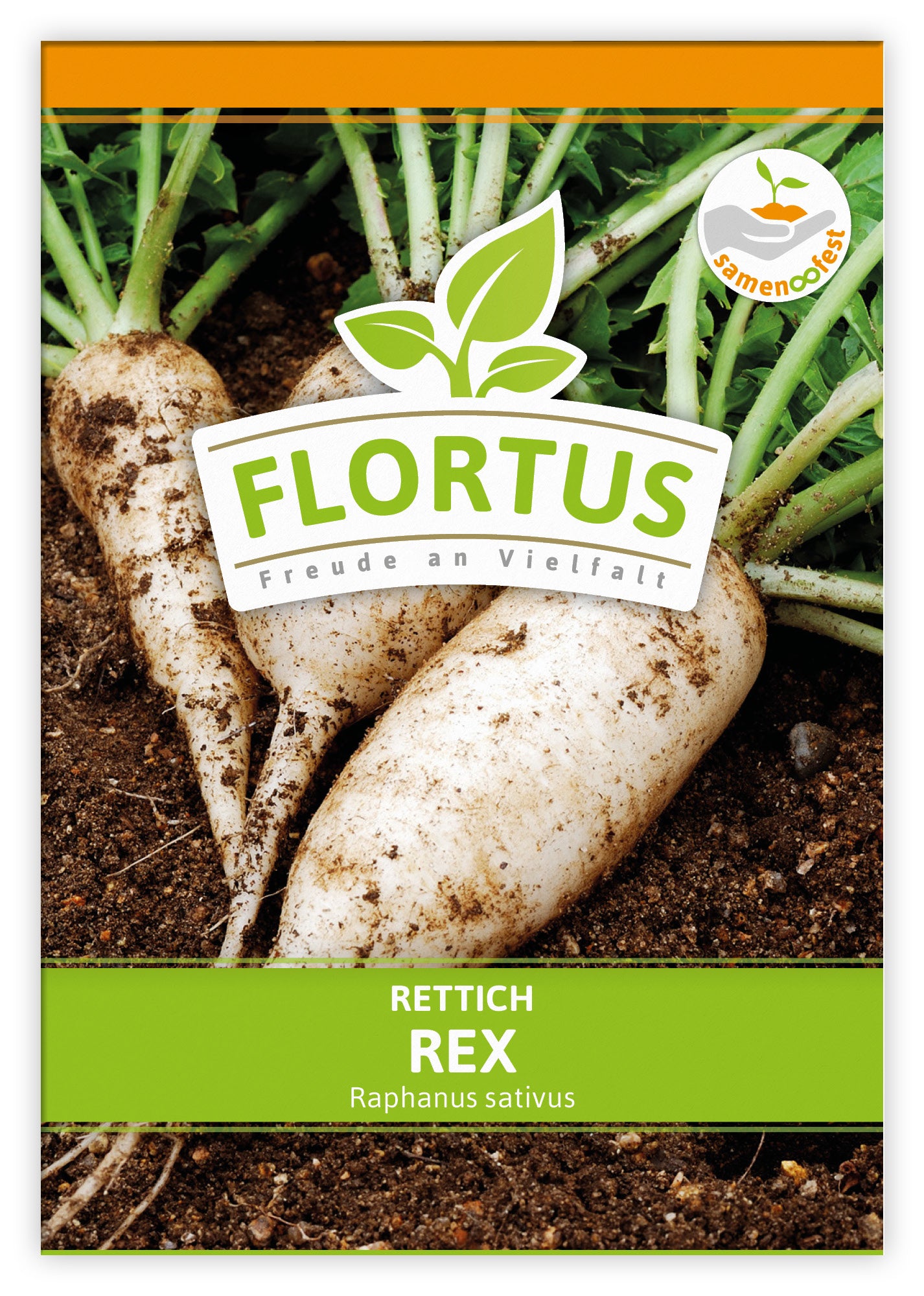  Rettich Rex (100 Stück)