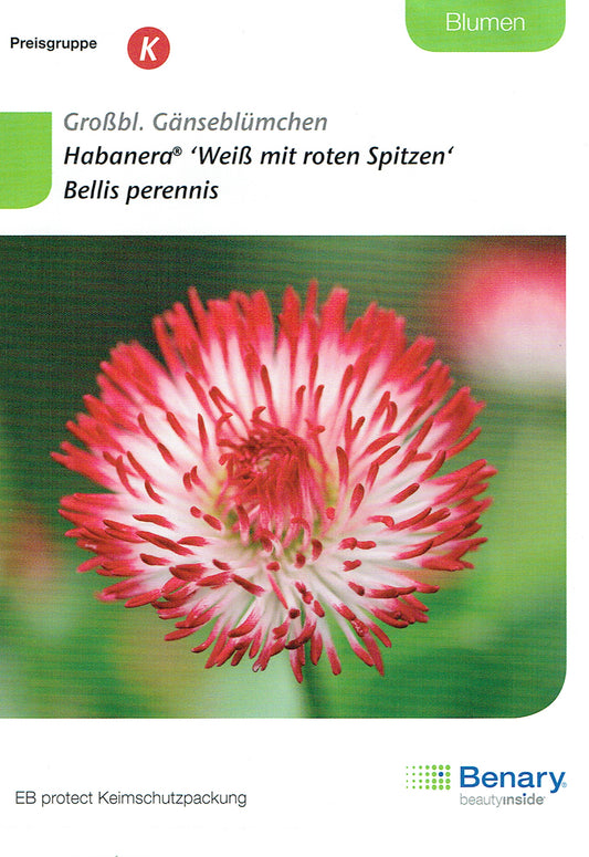  Gänseblümchen Habanera Weiß Mit Roten Spitzen