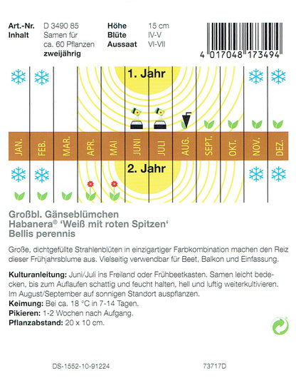  Gänseblümchen Habanera Weiß Mit Roten Spitzen