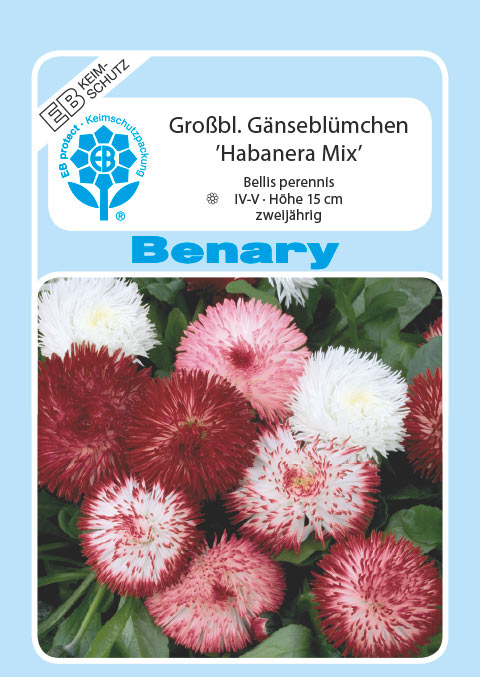  Gänseblümchen Habanera Mix