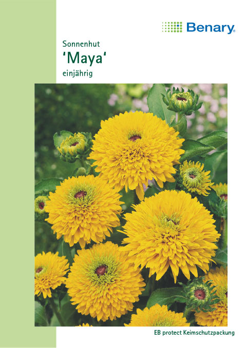  Sonnenhut Maya