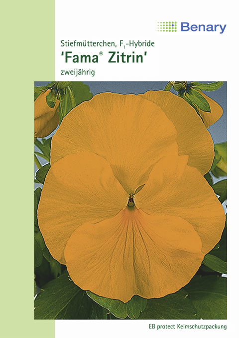  Stiefmütterchen Fama Zitrin