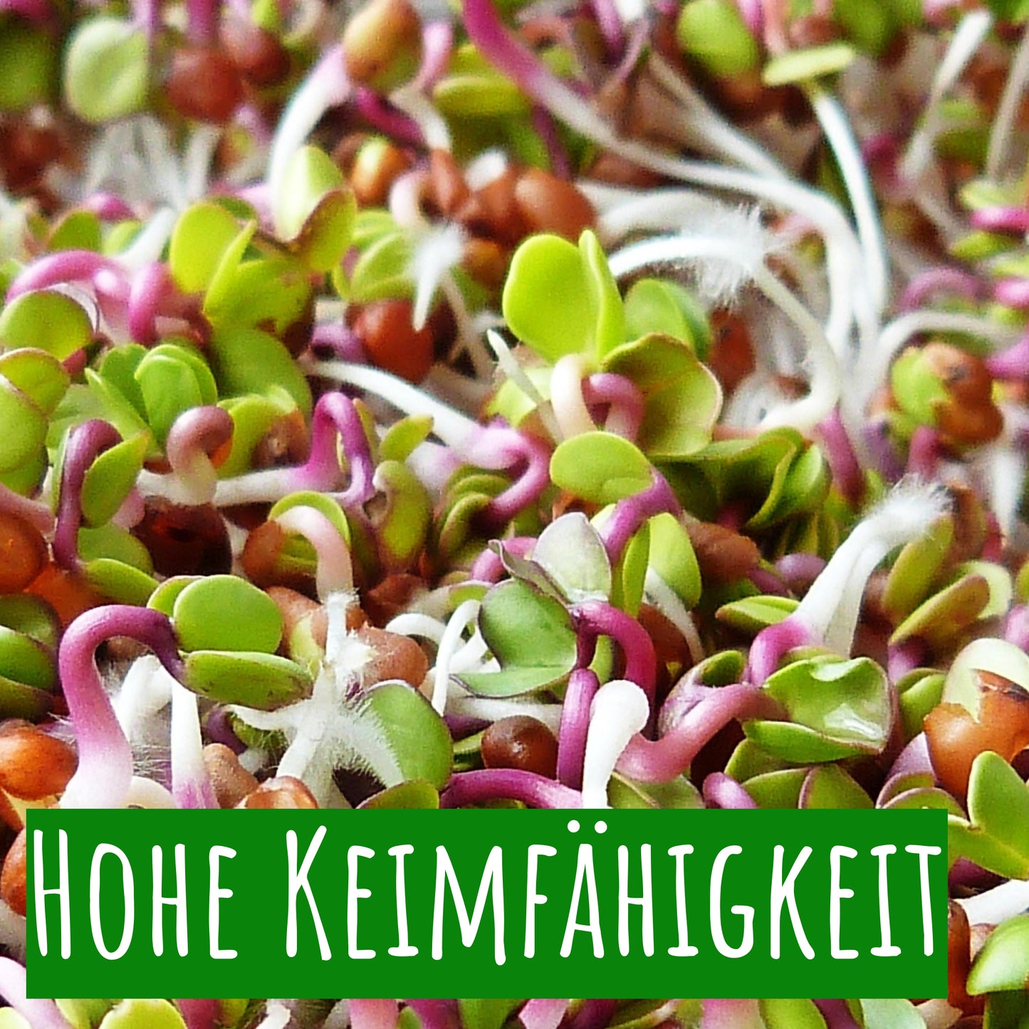  BIO Keimsprossen Kresse (500 G)