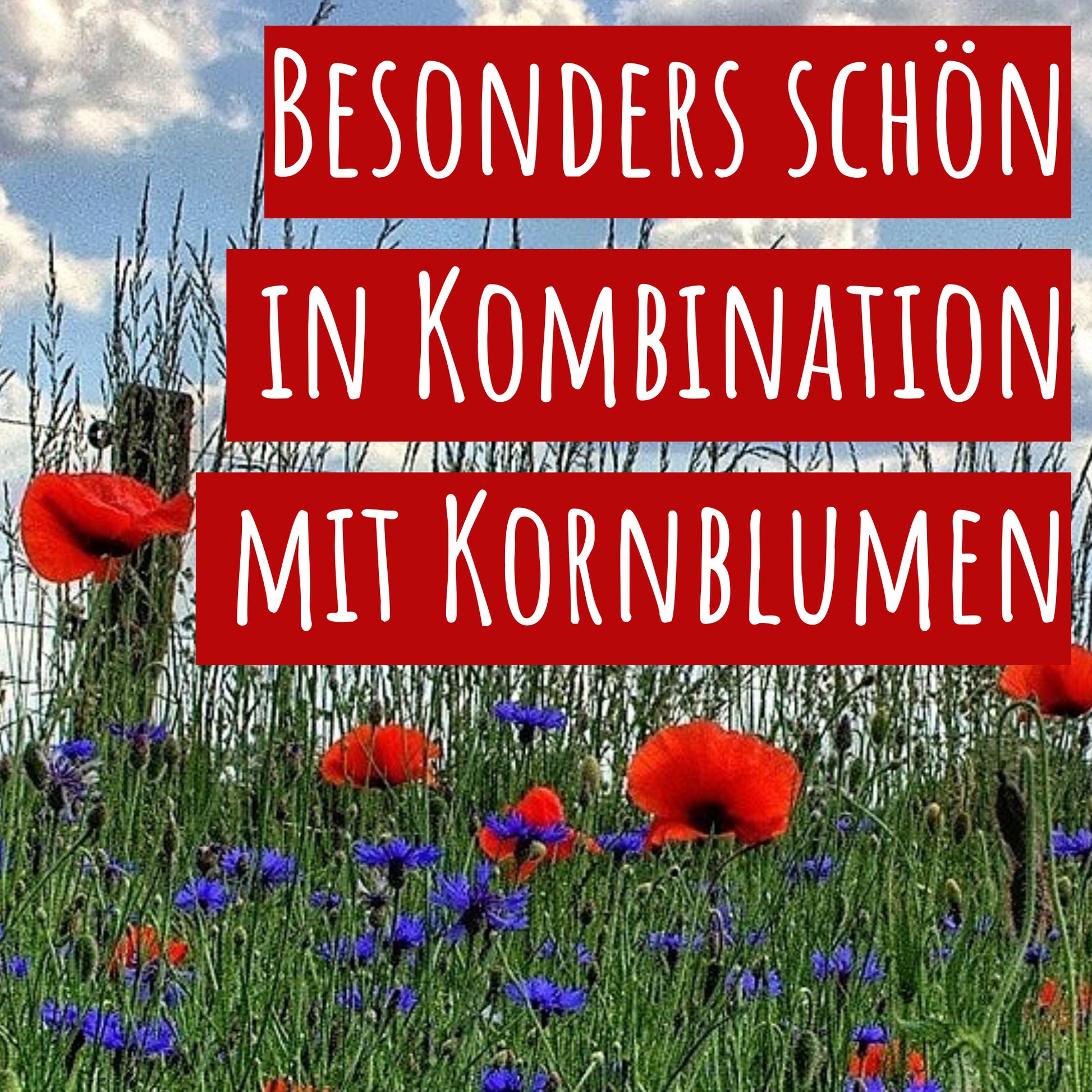  Mohnwiese Klatschmohn (3 G)