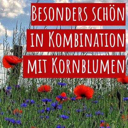  Mohnwiese Klatschmohn (3 G)