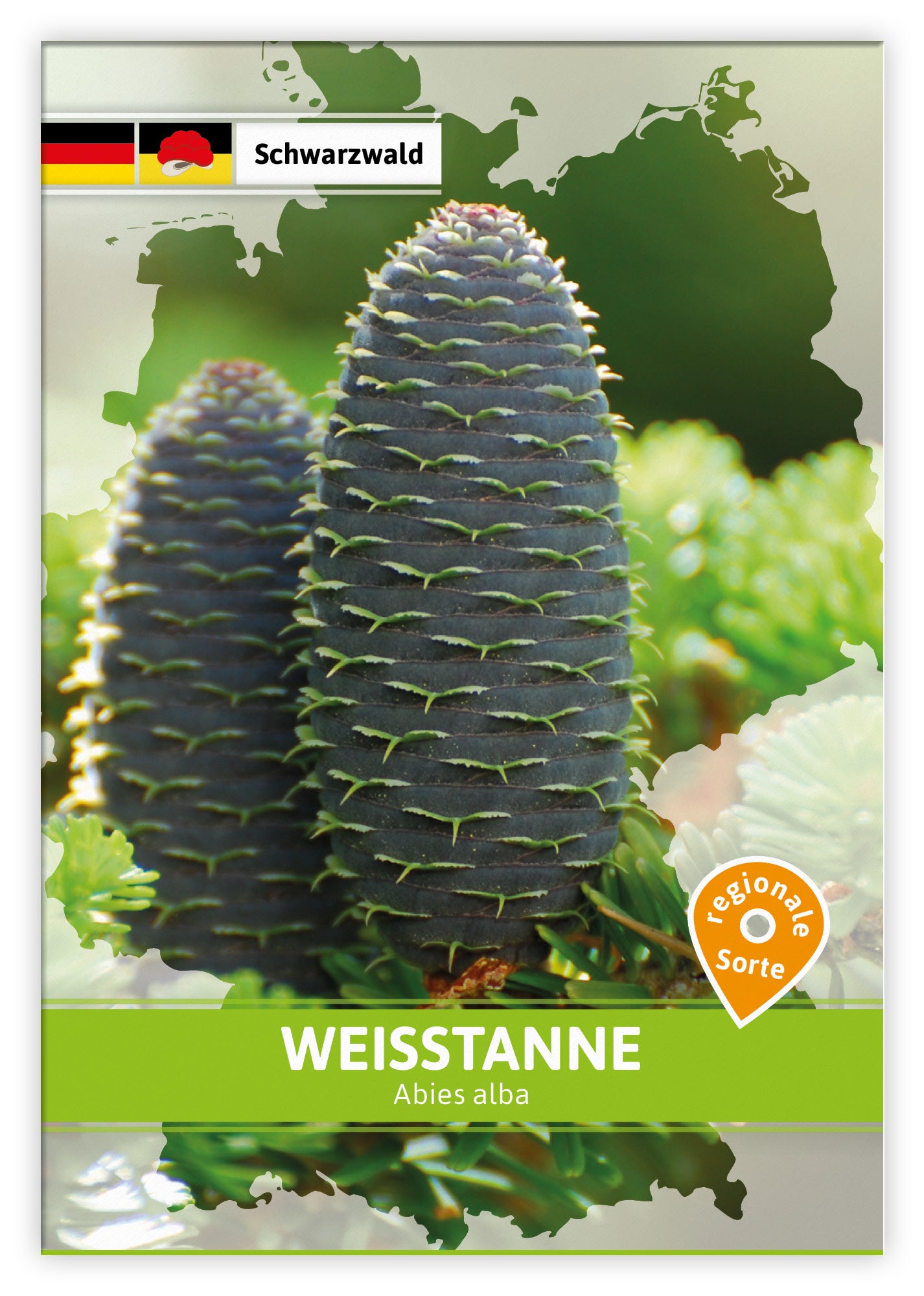  Weißtanne (Regionale Sorte Schwarzwald) (100 Tütchen)