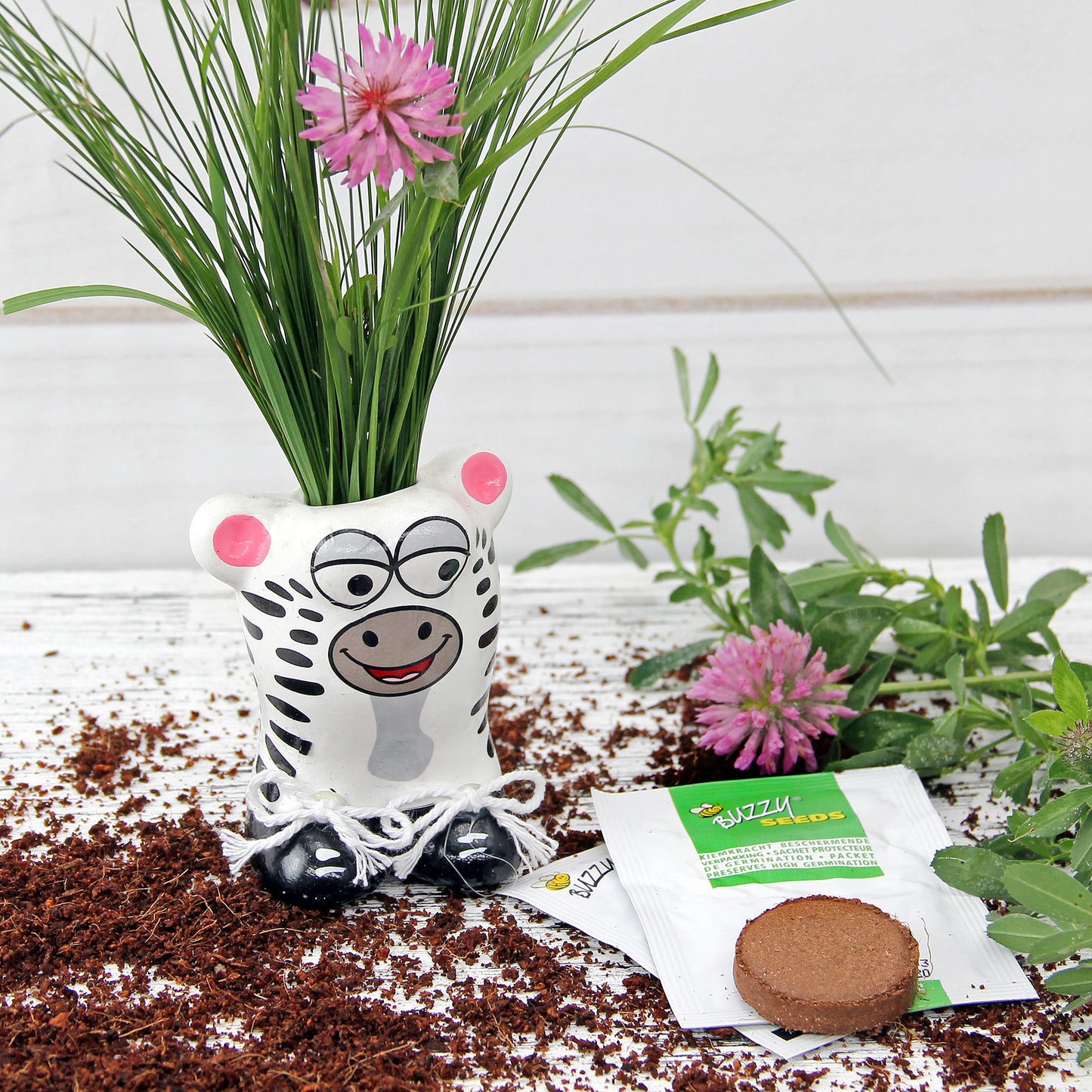  Anzuchtset Munakuppi Zebra