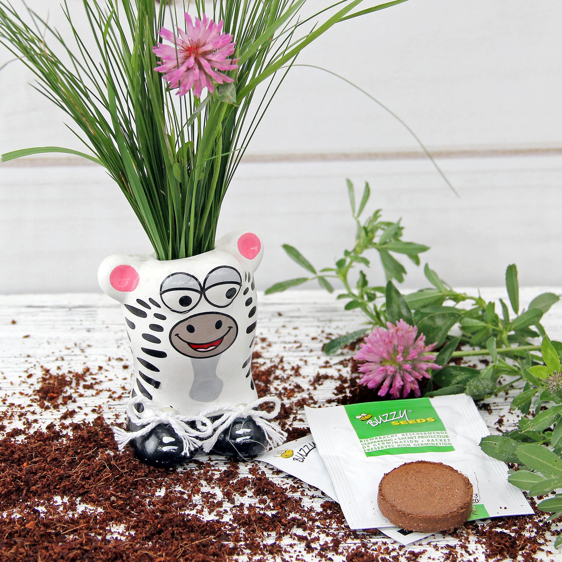  Anzuchtset Munakuppi Zebra
