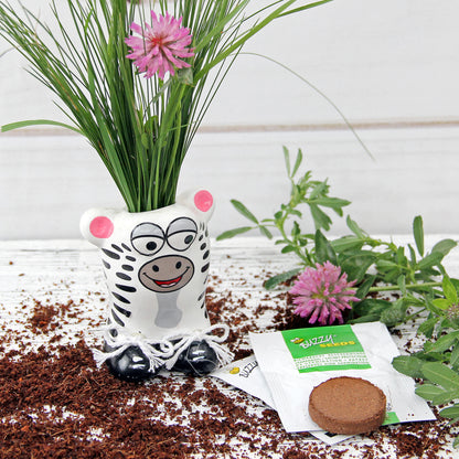  Anzuchtset Munakuppi Zebra