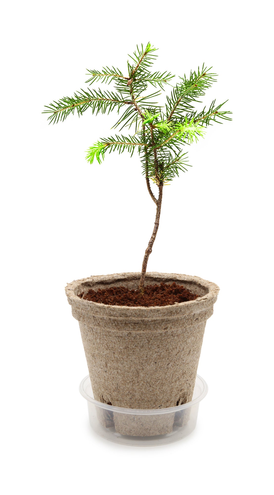  Weihnachtsbaum Set